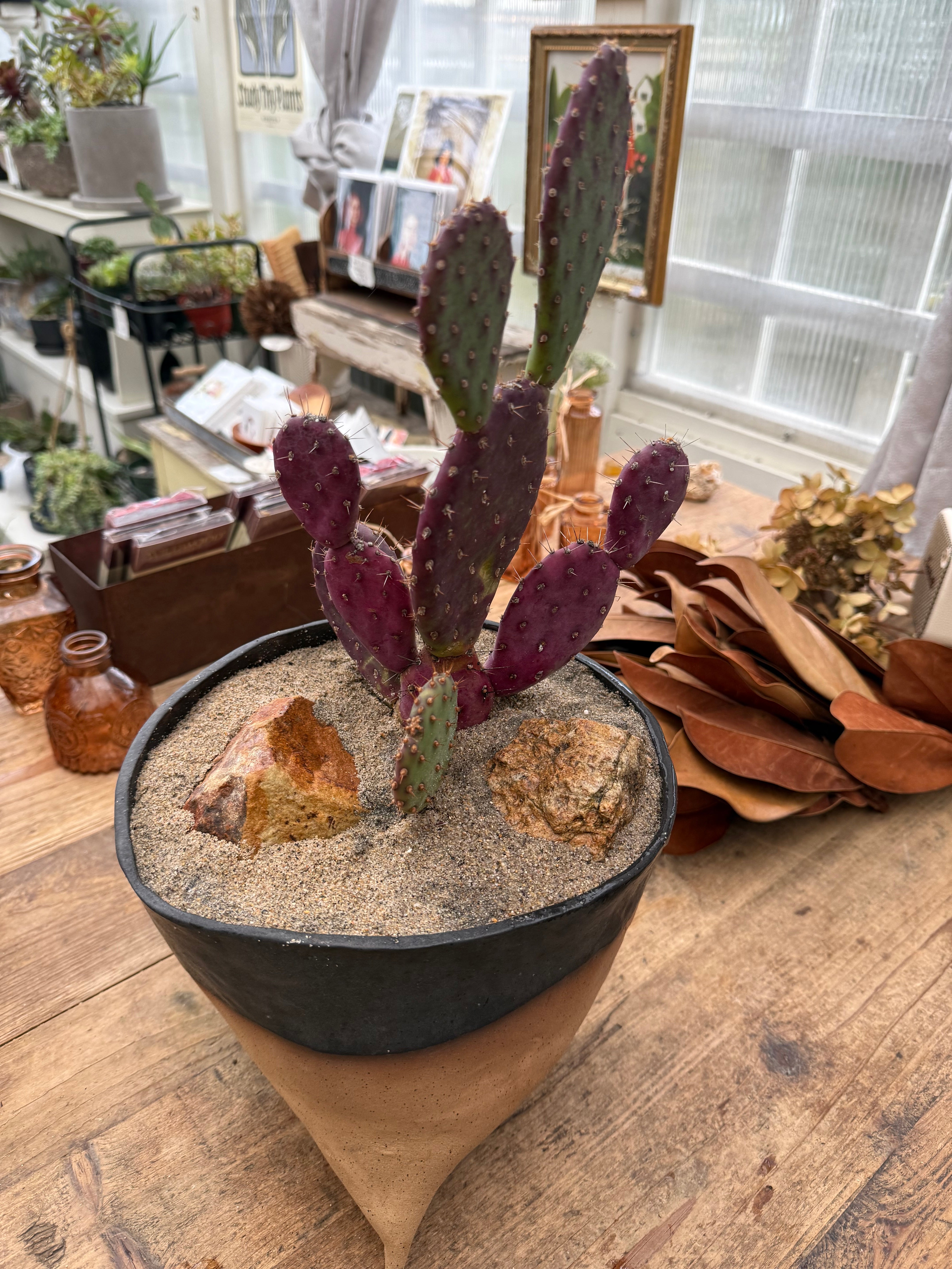 XL Jared Pot + Cactus