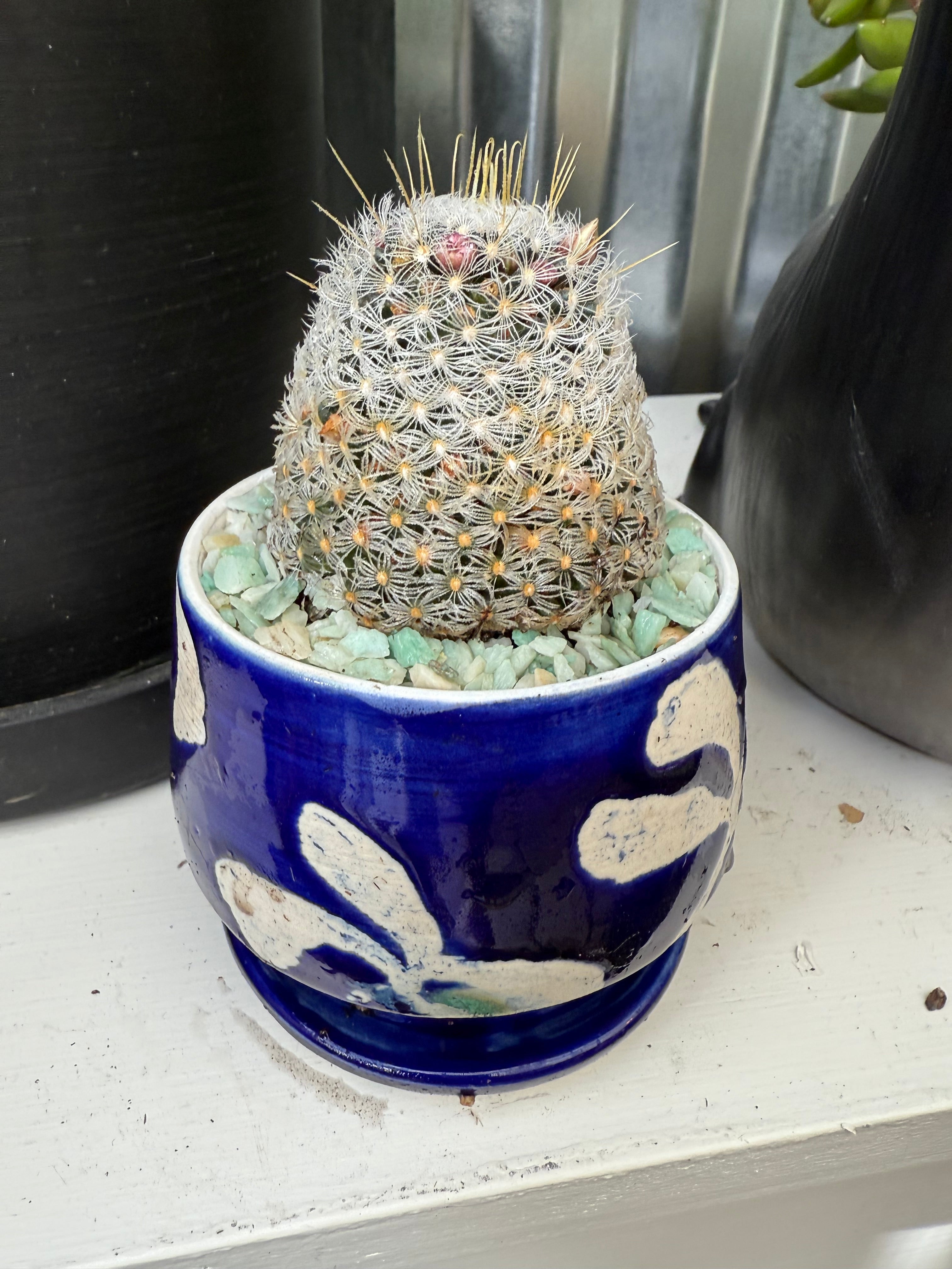 Small Jared Pot + Cactus