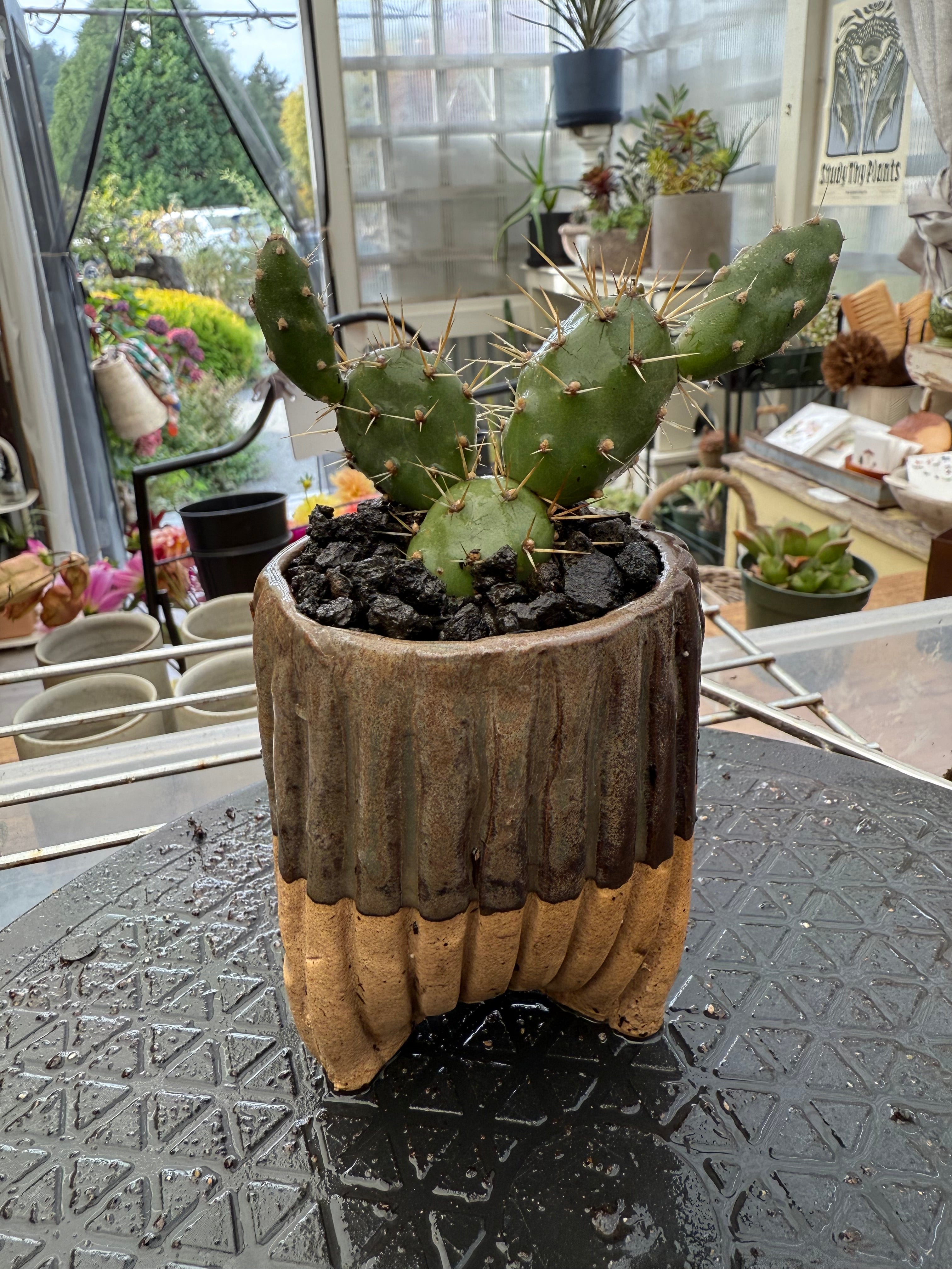 Small Jared Pot + Cactus