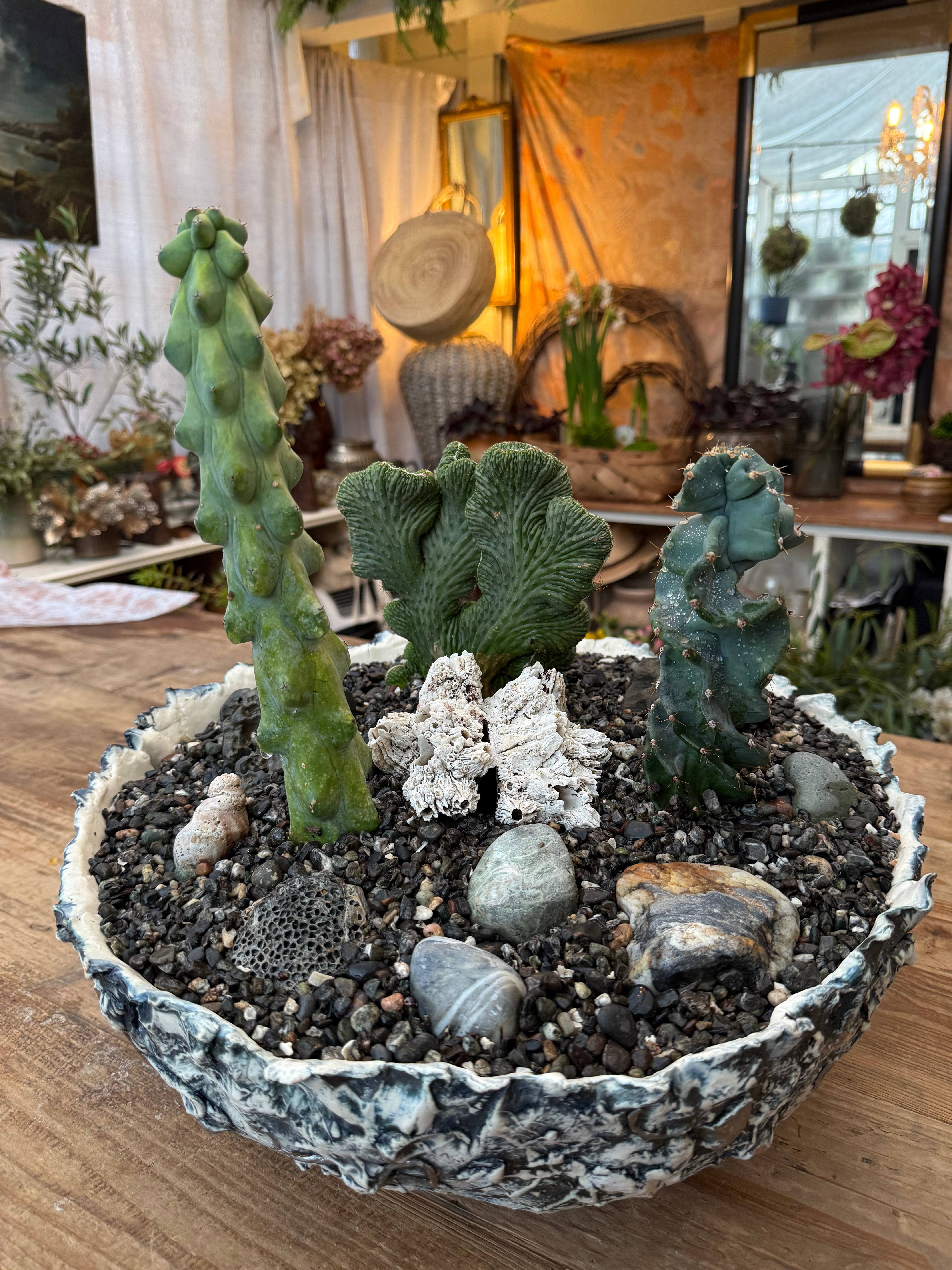 XL Jared Pot Cactus Underwater World